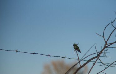 Brazilian fauna birds photographed in the city