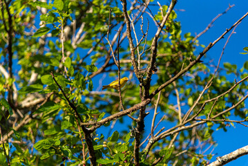 Brazilian fauna birds photographed in the city