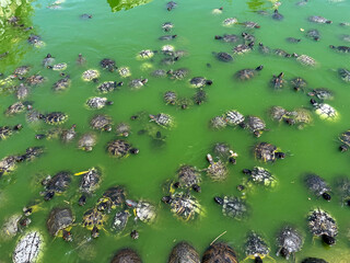 There are many turtles swimming in the river. Turtle pond with many turtles in a park in Athens,...
