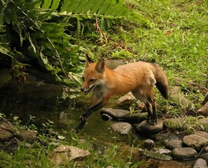 Adorable Red Fox Foxes Homosassa Springs Florida