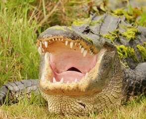 Alligator With Mouth Open Wide to Regulate Temperature