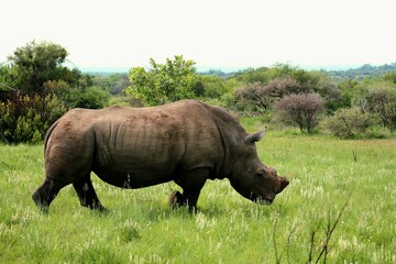 Fototapeta premium Rhino in the grass