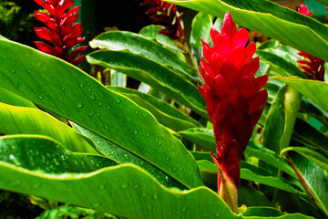Alpinia purpurata plant, also known as red ginger. Plants and flowers, garden.