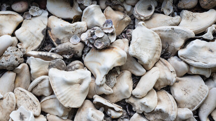 close-up portrait of several white sea shells together as texture.