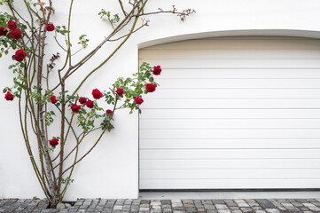 Rose bush on the white wall of a private house facade and garage door