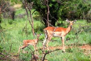 Black-faced Impala with baby in the bushveld 