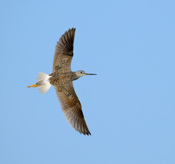 Lesser yellowlegs (Tringa flavipes) flying in blue sky during spring migration, Galveston, Texas, USA.