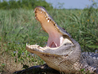 American alligator (Alligator mississippiensis) yawning at the edge of a lake, Brazos Bend State...