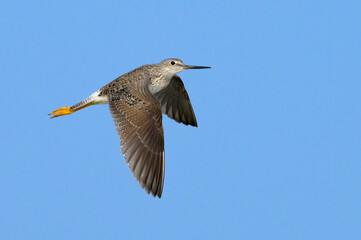 Lesser yellowlegs (Tringa flavipes) flying in blue sky during spring migration, Galveston, Texas, USA.