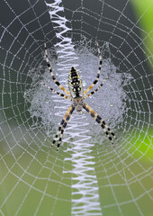Black-and-yellow garden spider (Argiope aurantia) young female in the web covered by drops of...