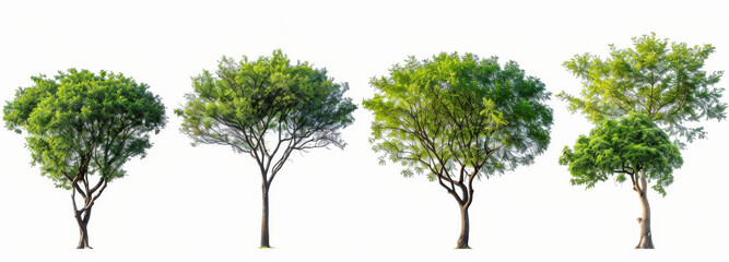4 images of green trees isolated on white background, different angles, realistic photo, png format.