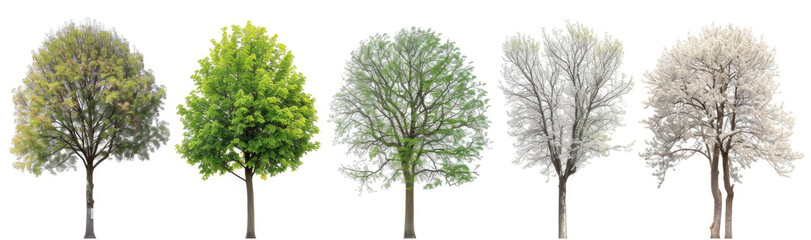 Obraz premium 5 images of green trees isolated on white background, different angles, realistic photo, png format.