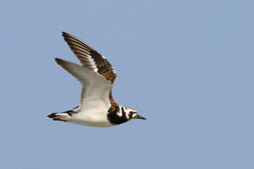 Ruddy turnstone (Arenaria interpres) flying in blue sky during spring migration, Galveston, Texas, USA.