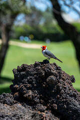 Red-Crested Cardinal perched on a big piece of black lava rock on a golf course, birdwatching on Maui, Hawaii 
