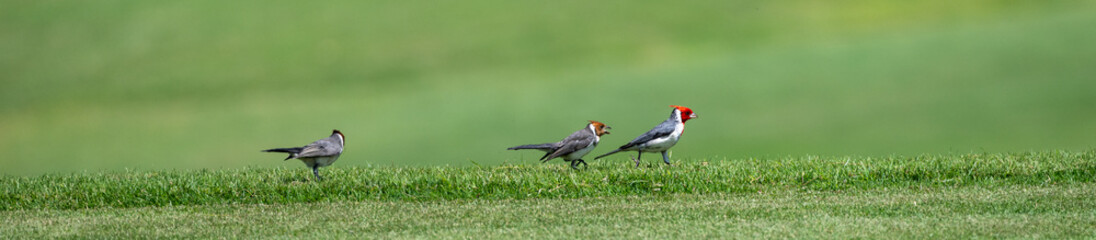 Family of Red-Crested Cardinals, juveniles with a brown heads, walking across a lush green lawn,...