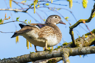 Wood duck