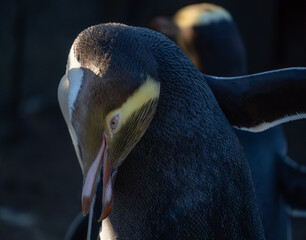 Yellow-eyed penguin preening with blurred penguin in the background. Yellow-eyed penguins (Megadyptes antipodes) are a rare penguin endemic to New Zealand. © Zenobia Southcombe