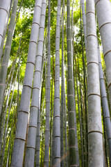 Arashiyama Bamboo Forest, Bamboo Grove Kyoto, Japan