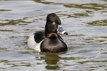 Ring necked duck