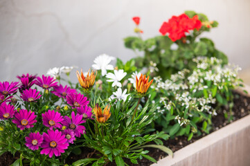 Urban planters and blooming flowers street decorated in Europe