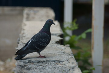 Dove on the fountain