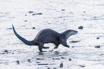 River Otter