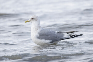 Fototapeta premium Short billed Gull