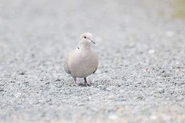 Eurasian collared dove
