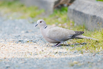 Eurasian collared dove