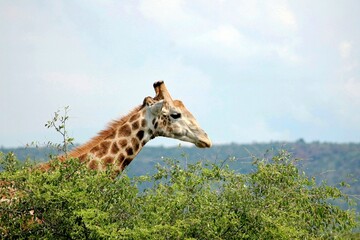 Giraffe eating leaves 