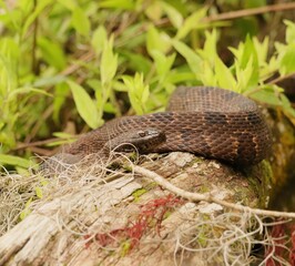 Gorgeous Non Venomous Water Snake Silver Springs State Park Ocala Marion County Florida