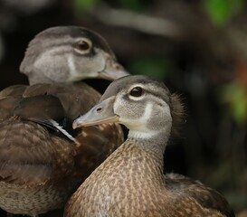 Adorable Wood Duck Ducklings Silver Springs State Park Ocala Florida Marion County 