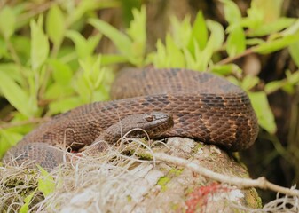 Gorgeous Non Venomous Water Snake Silver Springs State Park Ocala Marion County Florida
