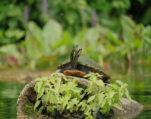 Turtle Cooter Slider Silver River Springs State Park Ocala Marion County Florida