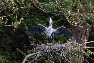 Great blue heron nesting