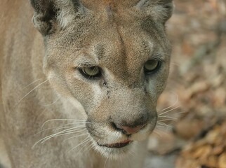 Gorgeous Florida Panther Homosassa Springs