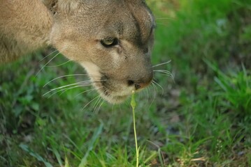 Gorgeous Florida Panther Homosassa Springs