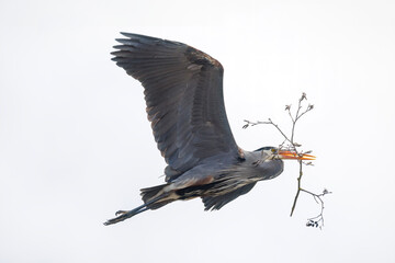 Great blue heron
