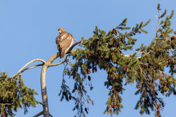 Red tailed hawk