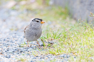 White crowned sparrow