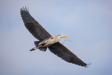 Great blue heron