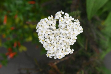 white flower on a blurred background of green leaves