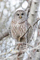 Barred Owl bird