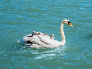 Mother swan carries six little cygnets on her back while swimming in river. Family and children...