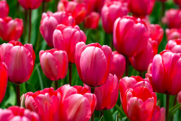 Fototapeta premium Bunch of red tulips. Close up spring flowers. Amazing red pink tulips blooming in garden. Tulip flower plants landscape. Spring blossom background. Spring blossom red and green background.