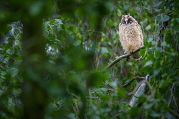 A long-eared owl in the Czech Republic