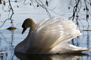 Swan