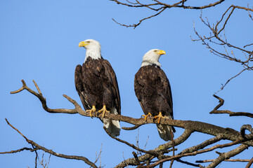 Bald eagle bird