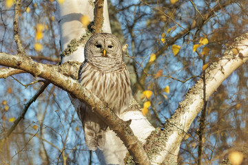 Barred Owl bird