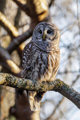 Barred Owl bird